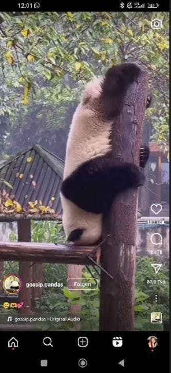 Ein Posting auf Instagram, das ein Foto in einem bildschirmfüllenden Hochformat zeigt. Das Motiv ist ein Pandabär, der mit dem Kopf nach unten an einem Baum hängt.