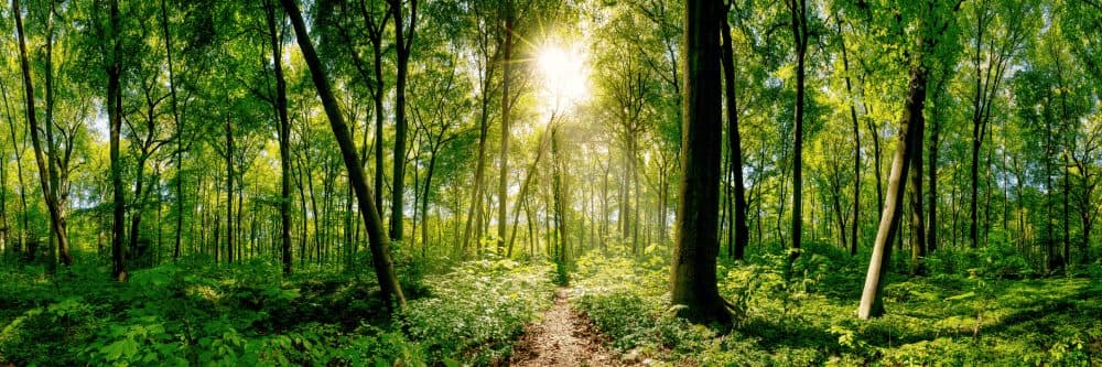 Waldweg im grünen Wald.