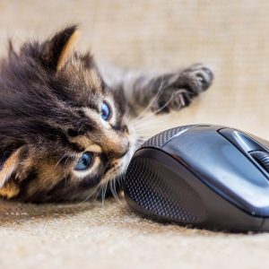 Katze und Computermaus: Scrollytelling ist intuitiv und stellte eine attraktive Form des Navigierens dar.